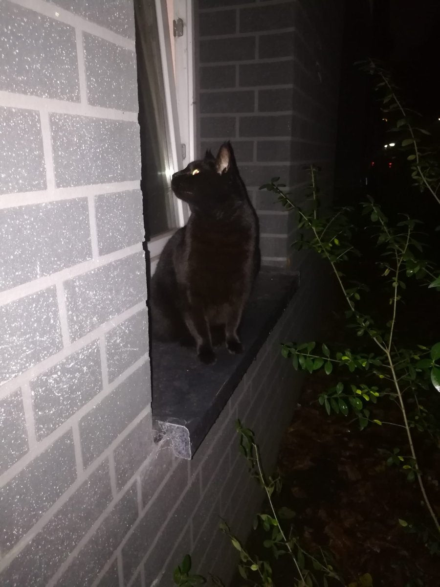 acutecolor Einzelner Katzen Anhänger - Kater Paul