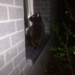 acutecolor Einzelner Katzen Anhänger - Kater Paul
