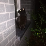 acutecolor Einzelner Katzen Anhänger - Kater Paul