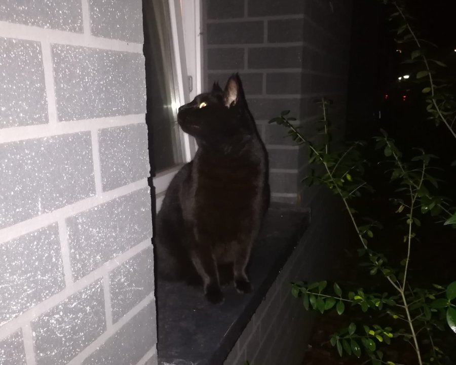 acutecolor Einzelner Katzen Anhänger - Kater Paul